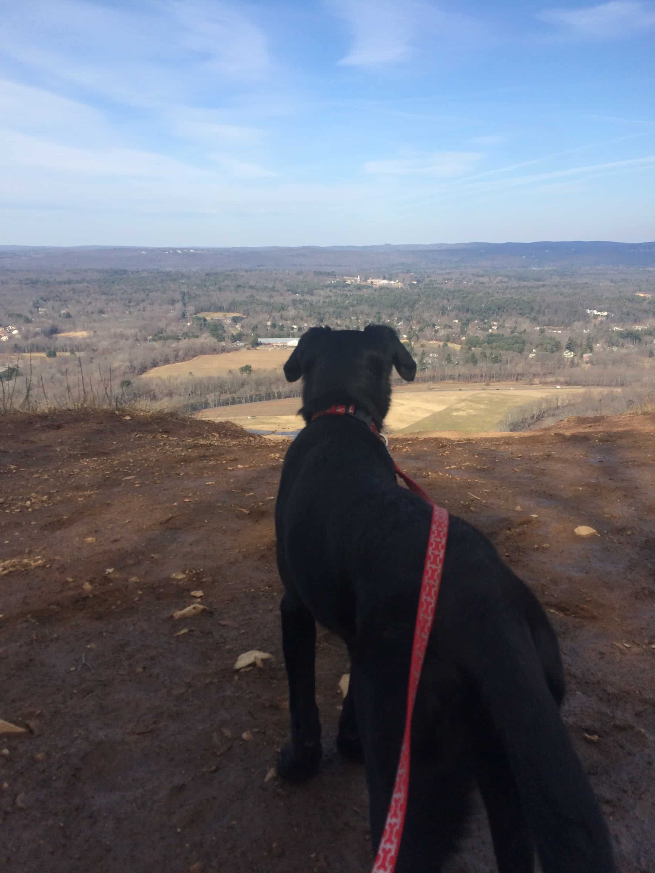 black dog on a hike with a view